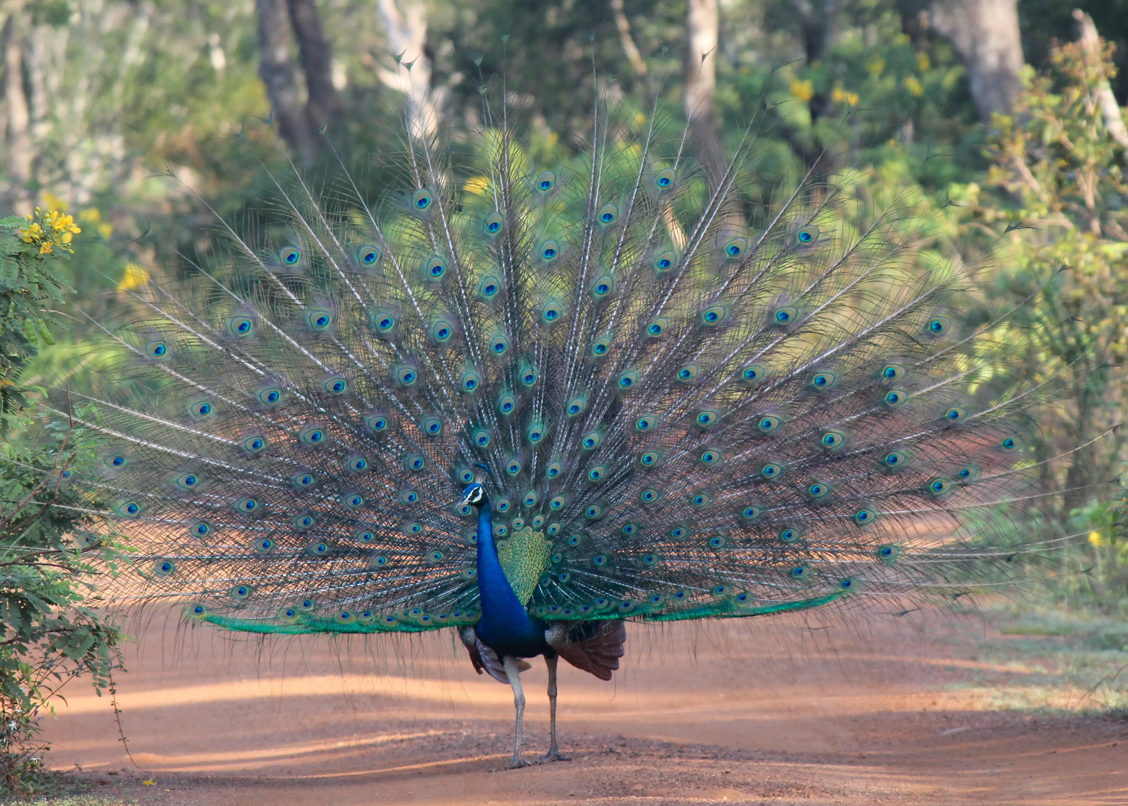 Male Indian peafowl displaying its train